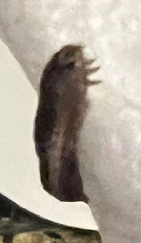 Caddisfly Larva (case-bearing type)