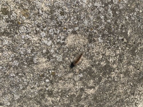 Tiger Moth Caterpillar (Woolly Bear Caterpillar)