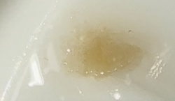 Ghost ant