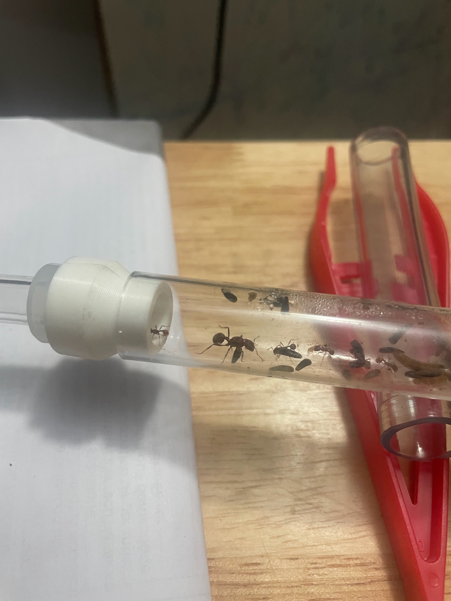 Harvester Ant
