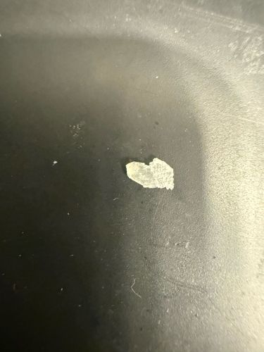 No insect or bug identifiable