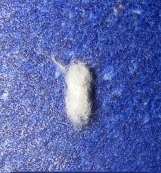 Braconid Wasp Cocoon