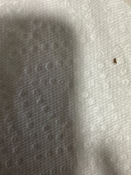 Biscuit Beetle (or Drugstore Beetle)