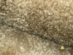 Carpet Beetle (larva)