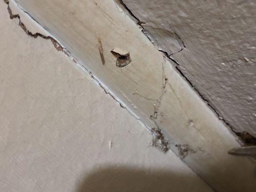 Ants (specifically, evidence of ant trails)