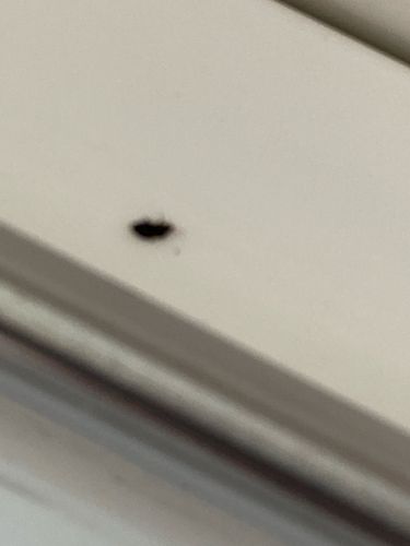 Fungus Gnat (likely)