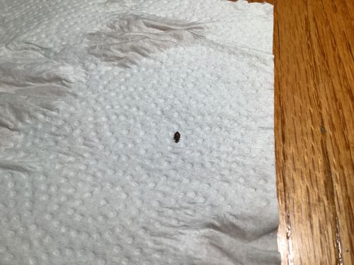 Carpet Beetle