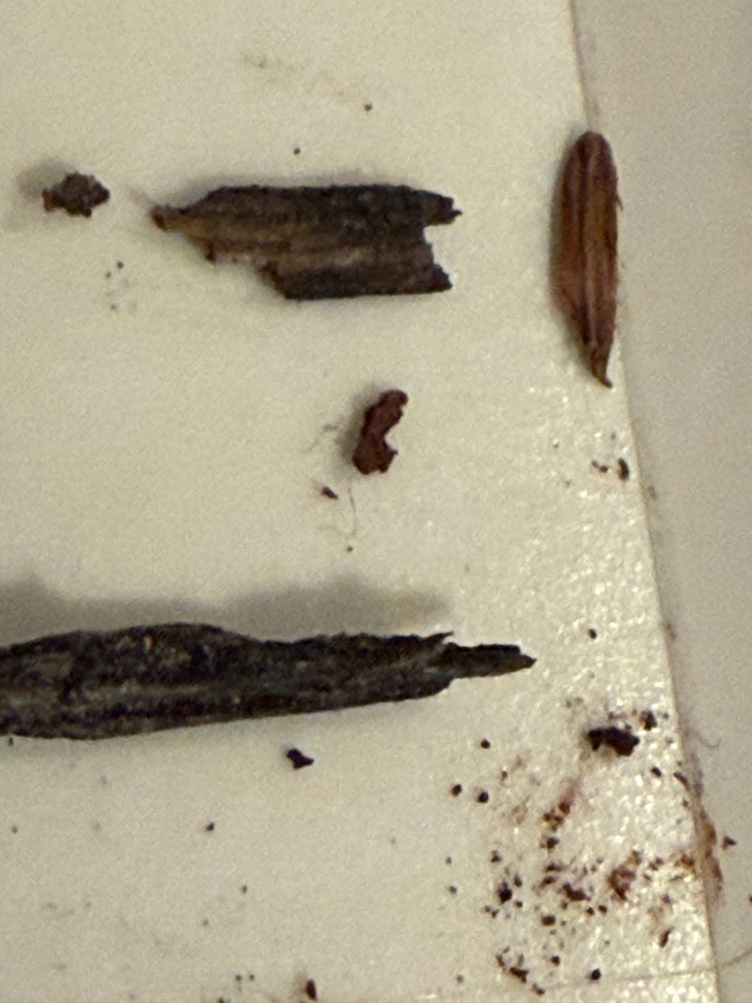 Debris/Non-biological material