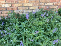 No insect is clearly visible in the image.