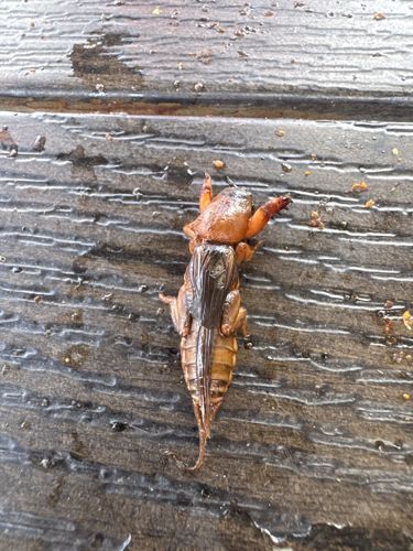 Mole Cricket