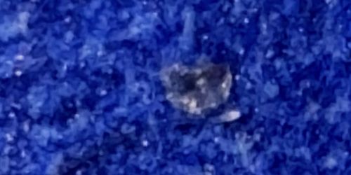 Carpet Beetle (Larva)