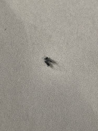 Drain Fly (or Moth Fly, Filter Fly, Sewer Fly)