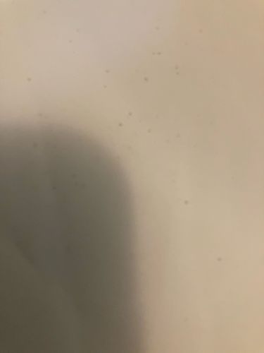 Fungus gnat