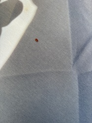 Bed Bug