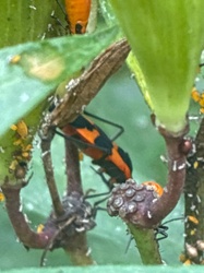 Large Milkweed Bug
