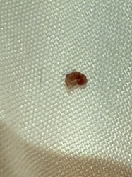 Bed Bug (nymph or partial specimen)