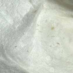 Thrips