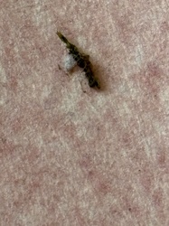 Household Casebearer Moth