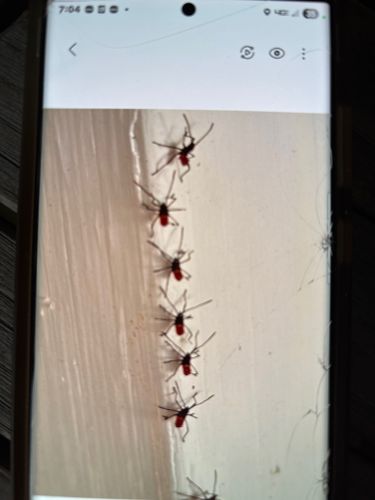 Red-backed jumping spiderlings (possibly)