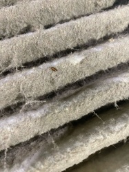 Carpet Beetle (larva)