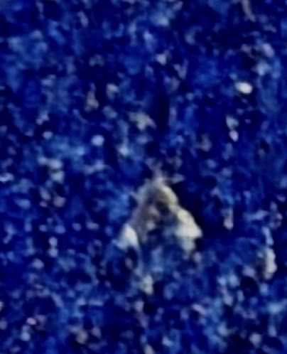 Cave Beetle (Representative of Family Carabidae)