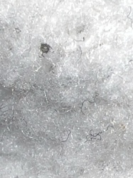 Carpet Beetle Larva (likely varied, common, or black carpet beetle)