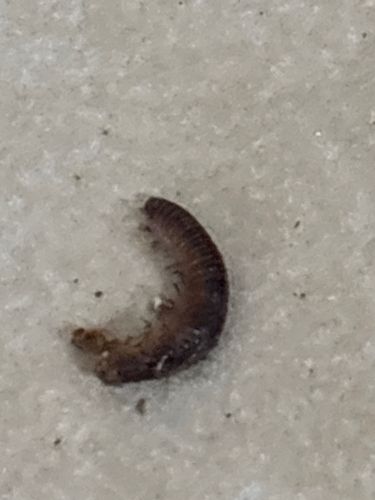 Millipede (juvenile/larval stage)