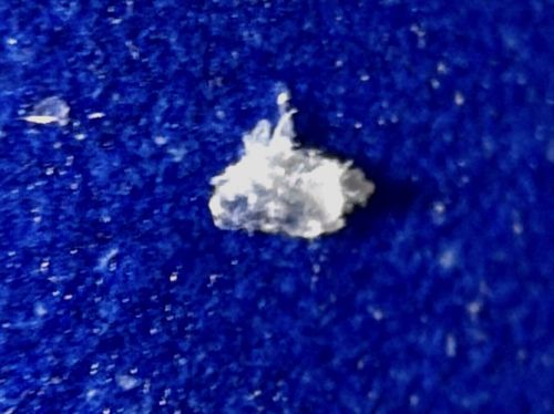 Debris-Carrying Lacewing Larva (often nickname "Trash Bug" or "Junk Bug")