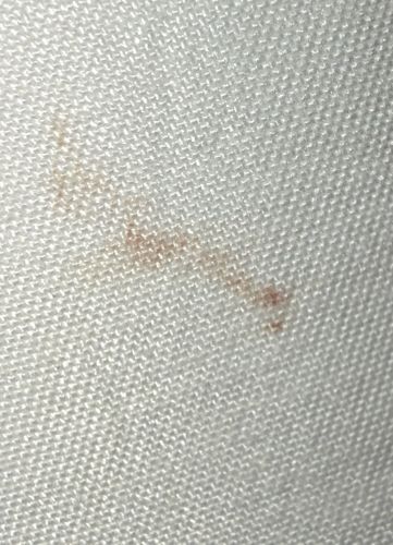 Bed Bug (Infestation Sign)