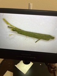 Walking Stick, Stick Insect