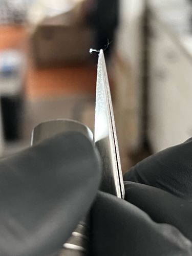 Bird Lice or Biting Lice