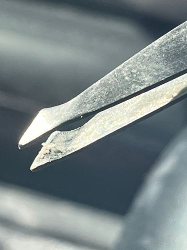 Pubic Louse (Crab Louse)