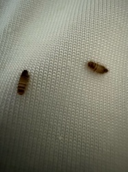 Carpet beetle larva (likely varied carpet beetle or furniture carpet beetle)