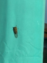 Cicada