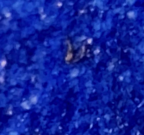 Unidentifiable due to image quality