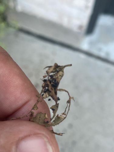 Leafroller (or various species of leafrollers, given the general nature of the evidence)