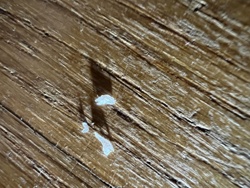 Carpet Beetle larvae casing/shed skin