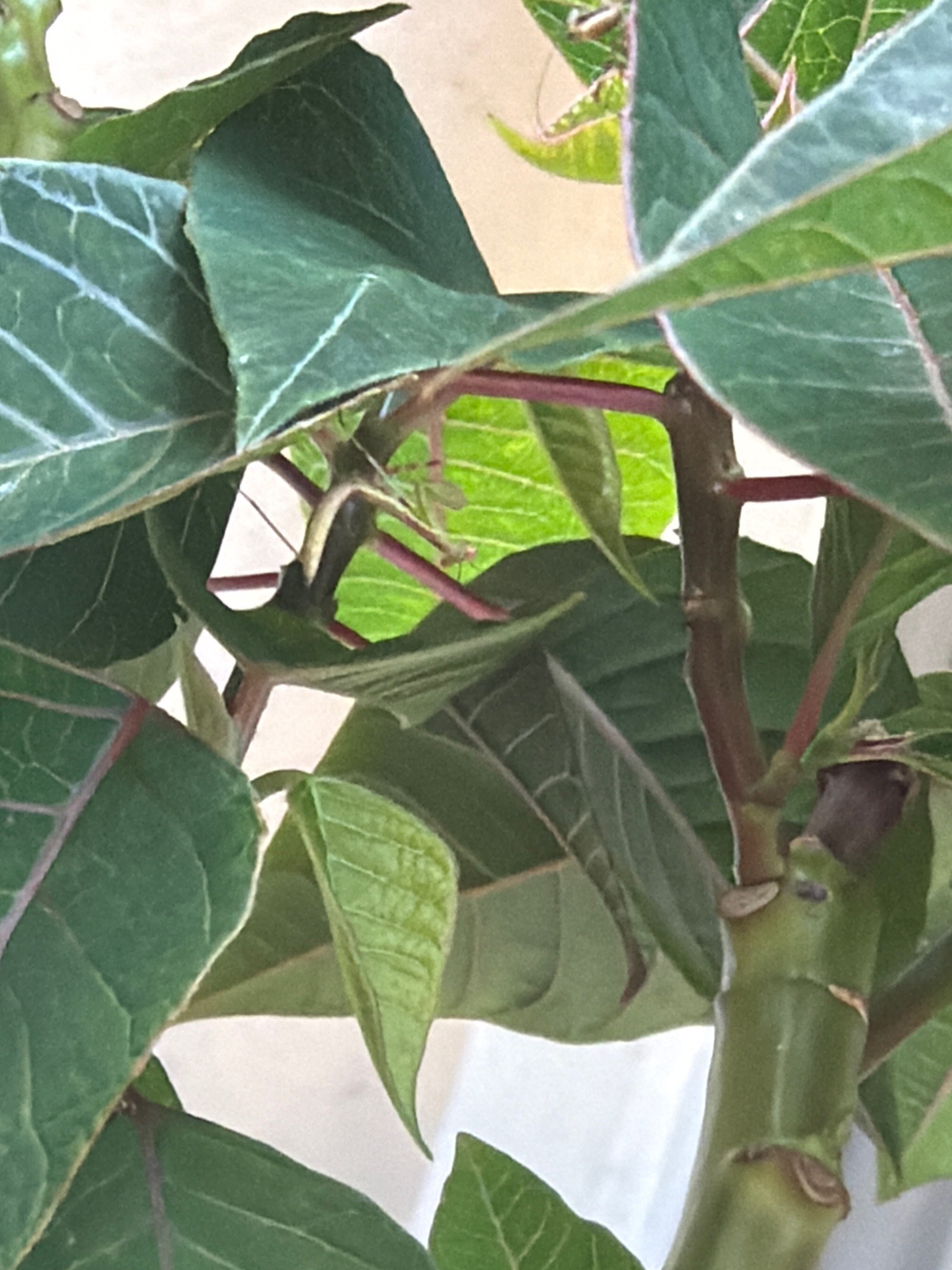 Praying Mantis