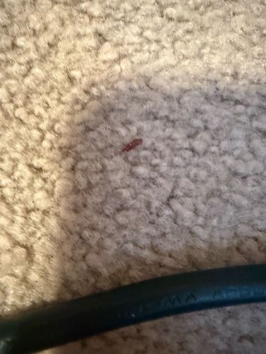 Laddertongue grain beetle (Red flour beetle)