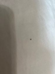 Fungus Gnat