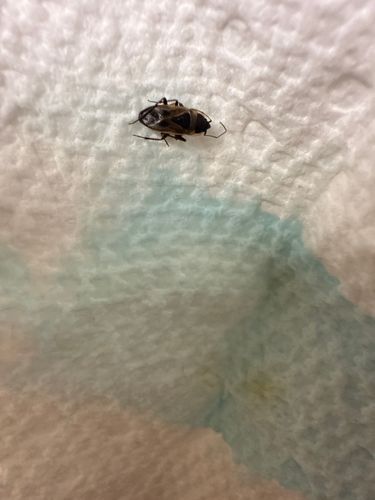 Brown Marmorated Stink Bug