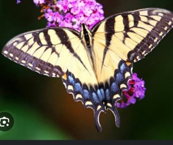 Eastern Tiger Swallowtail