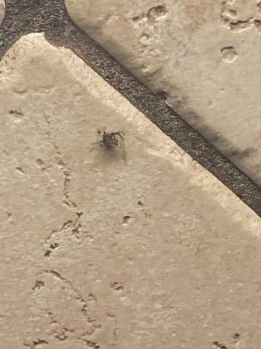 Jumping Spider