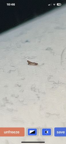 Carpet Beetle Larva