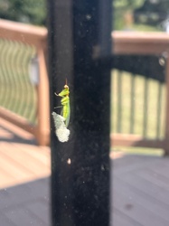 Green Lacewing (specifically a female laying eggs)