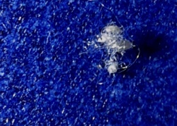 Debris-carrying Lacewing Larva (Junk Bug)