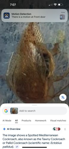 Spotted Mediterranean Cockroach