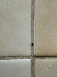 Pseudoscorpion