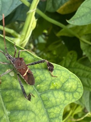Leaf-footed bug (most likely squash bug or a close relative)