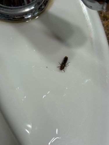 Click Beetle (Likely a species of Click Beetle)